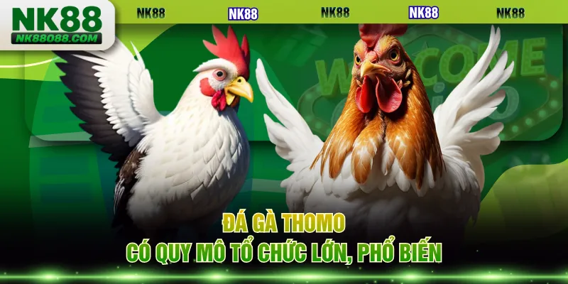 Đá gà Thomo có quy mô tổ chức lớn, phổ biến